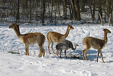 Vicuñas and Nandu