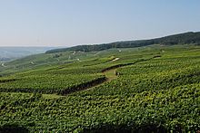 Vinice v oblasti Champagne; fotografie pořízená koncem srpna.  