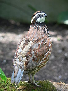 Bobwhite quail, o importantă pasăre de vânătoare din America de Nord