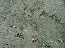 Track