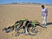 habitat in Namibia (size comparison)