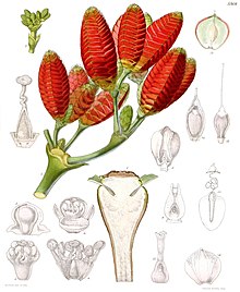 Illustration from Curtis's Botanical Magazine, 1863