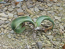 Young plant