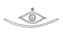 Flower diagram of a female flower. S = ovule