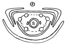 Flower diagram of a male flower. S = rudimentary ovule