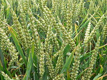 Ein Weizenfeld vor der Ernte