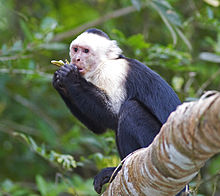 Hvidhovedet kapuciner ved Frío-floden, Costa Rica