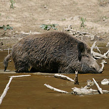 Un jabalí en su hábitat natural. Esta especie se utilizó para domesticar a los cerdos  