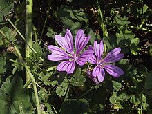 Mallow laukinės gėlės