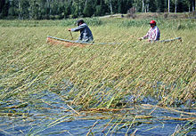 The Anishinabe of southern Canada specialize primarily in water rice