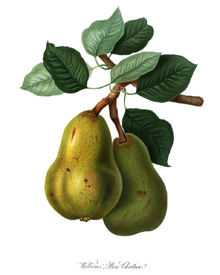 Pera Williams, impresión de 1822 de la Sociedad de Horticultura de Londres, digitalizada por Google  