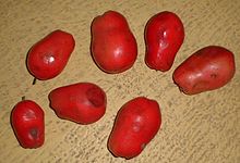 Winter Red Flesh, jadalna odmiana kraba, produkująca intensywną czerwoną galaretkę