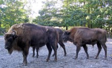 Bison in the Stralsund Zoo, 2004