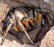 Wolf spider defending its egg cocoon