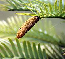 Wollemia nobilis - mladá šiška