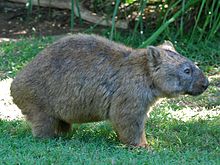 Gewone wombat
