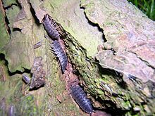 Tignole nella corteccia degli alberi