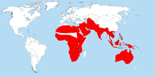 Monitor lizard