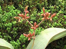 Male Welwitschia mirabilis with cone-shaped inflorescences