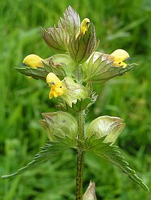 Brácteas papilosas (arriba) y frondosas en el cascabel del heno (Rhinanthus minor). Todas las "hojas" de esta imagen son brácteas  