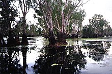 O billabong da Água Amarela em julho