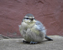 Older fledgling