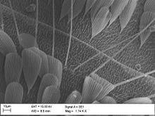 Sensory hairs and other structures on the body surface of a mosquito