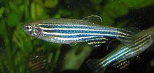 Ein unmodifizierter Zebrafisch im Vergleich