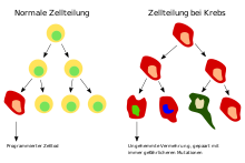 cell division in healthy tissue compared to that in cancer