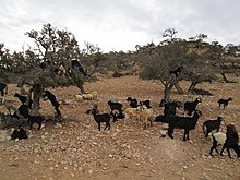 Goats in a field of argan trees