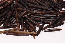 Fruits of Zizania palustris darkening on drying