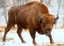 Bison in a breeding station of the Russian Academy of Sciences in the Russian Altai Mountains (Republic of Altai)
