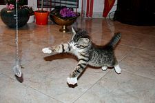 котёнок в игре
