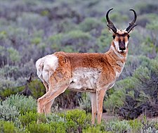 Na travnikih v parku je pogosto prisoten pronghorn.