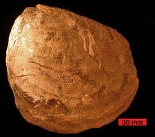 Inoceramus del Cretácico de Dakota del Sur.  