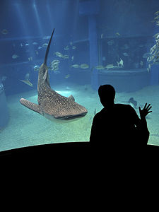 Un tiburón ballena en el Acuario de Osaka  