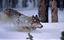 Ponovno naseljeni sivi volk v Yellowstonu