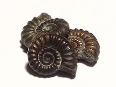 Trois petits fossiles d'ammonites, chacun d'environ 1,5 cm de diamètre