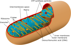 Mitochondrijos vidinių dalių schema.