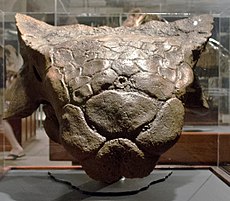 Czaszka Ankylosaurus
