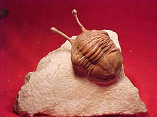 Fossile d'un trilobite qui a vécu il y a environ 444 millions d'années