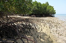 Mangroven im West-Bali-Nationalpark, Indonesien. Beachten Sie die Luftwurzeln