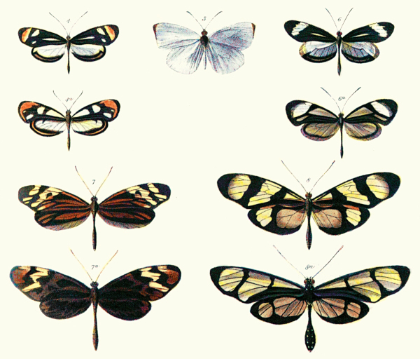 Dismorphia rūšių (viršutinė eilutė, trečioji eilutė) ir įvairių Ithomiini (Nymphalidae) rūšių (antroji eilutė, apatinė eilutė) Bates 1862
