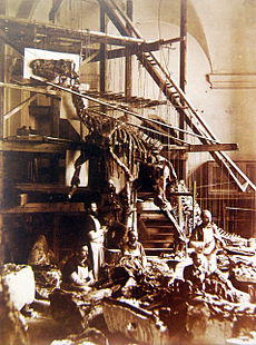 Uno scheletro di Bernissart Iguanodon in fase di montaggio