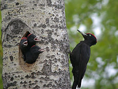 Mustasirkku