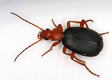 Brachinus , eine Gattung von Kampfschützenkäfern