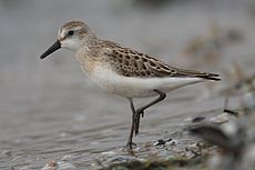 En strandpipare, Calidris pusilla
