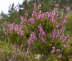 Blühende Calluna vulgaris