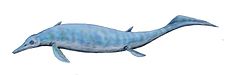 C. geishanensis Wiederherstellung