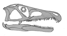 Proterosuchus, un arhazaur timpuriu de tip crocodil